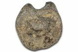 Ankylosaurian (Polacanthus) Vertebra - Isle of Wight, England #352095-3